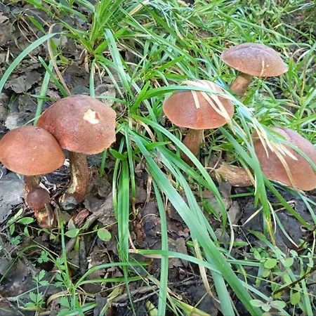 科洛德瑞兹弗山林小屋 斯拉夫西克