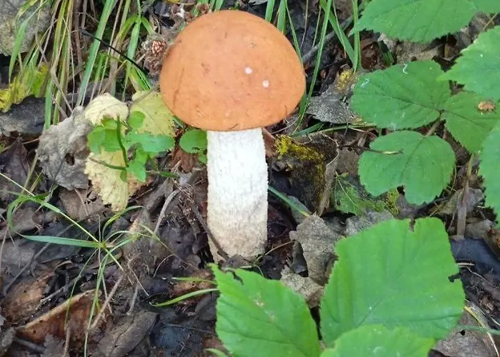 科洛德瑞兹弗山林小屋 * 斯拉夫西克