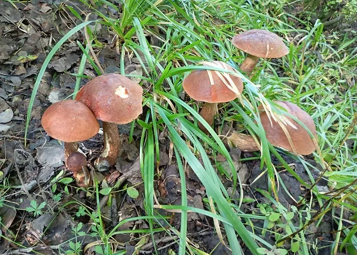 科洛德瑞兹弗山林小屋 斯拉夫西克